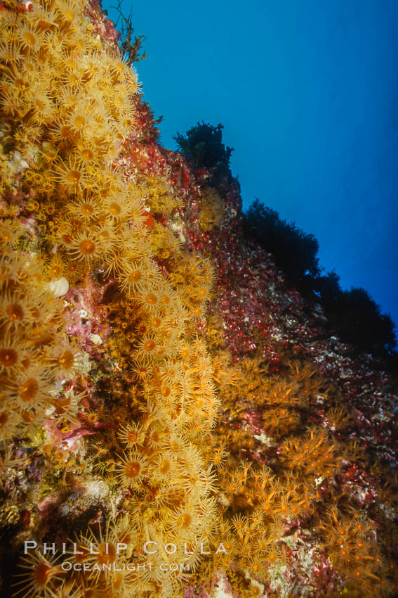 Zoanthid anemones on rocky reef, Guadalupe Island. Guadalupe Island (Isla Guadalupe), Baja California, Mexico, natural history stock photograph, photo id 05496