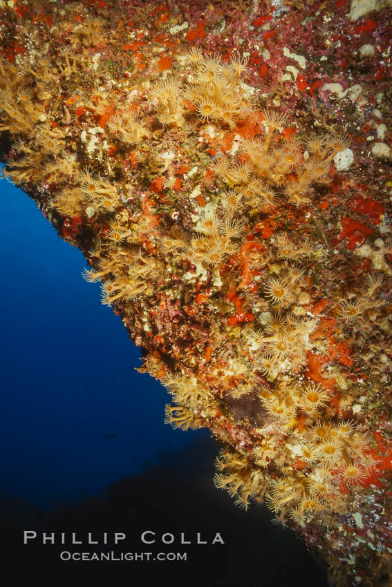 Zoanthid anemones on rocky reef. Guadalupe Island (Isla Guadalupe), Baja California, Mexico, natural history stock photograph, photo id 05495