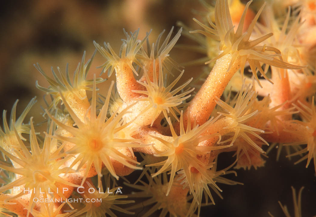 Zoanthid anemones. Santa Barbara Island, California, USA, natural history stock photograph, photo id 04743