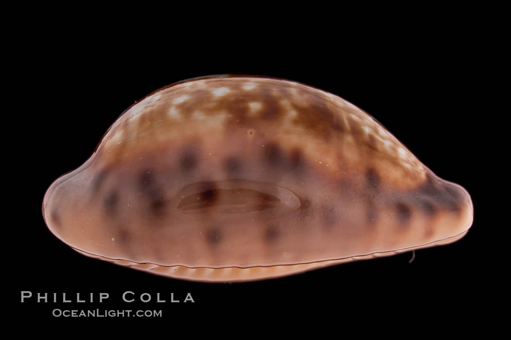 Zoned Cowrie., Cypraea zonaria, natural history stock photograph, photo id 08575