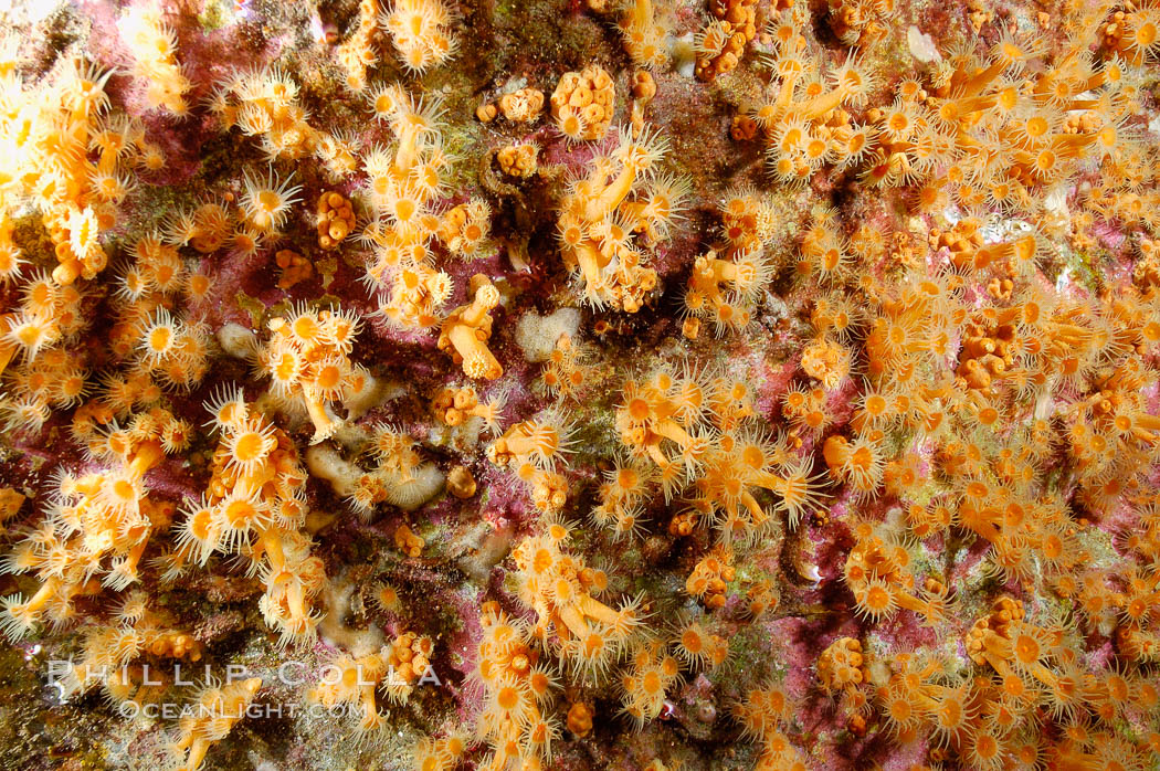 Zoanthid anemones cover the underside of a rock ledge.  Butterfly Cove, Guadalupe Island. Guadalupe Island (Isla Guadalupe), Baja California, Mexico, natural history stock photograph, photo id 09558