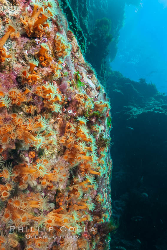 Zoanthid anemones cover the underside of a rock ledge.  Butterfly Cove, Guadalupe Island. Guadalupe Island (Isla Guadalupe), Baja California, Mexico, natural history stock photograph, photo id 09560