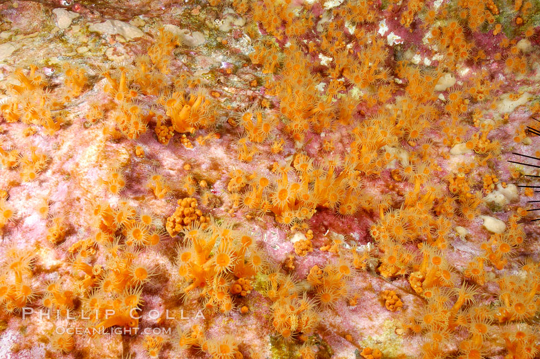 Zoanthid anemones cover the underside of a rock ledge.  Butterfly Cove, Guadalupe Island. Guadalupe Island (Isla Guadalupe), Baja California, Mexico, natural history stock photograph, photo id 09559