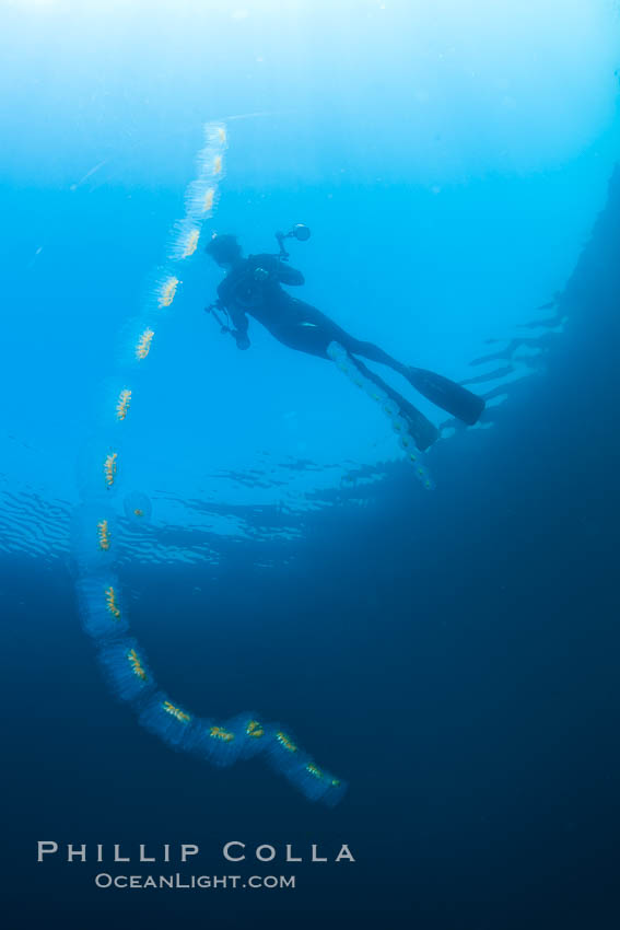Diver along chain of pelagic zooplankton, open ocean, underwater. San Diego, California, USA, Cyclosalpa affinis, natural history stock photograph, photo id 26840