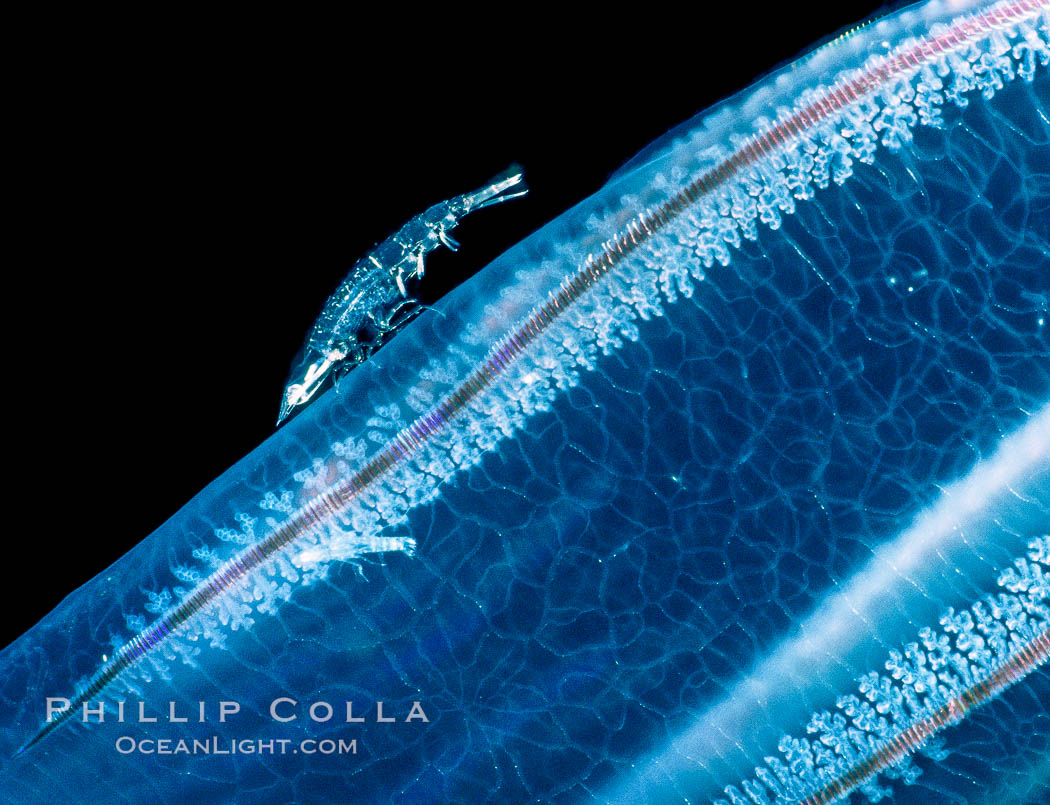 Zooplankton. San Diego, California, USA, natural history stock photograph, photo id 10456