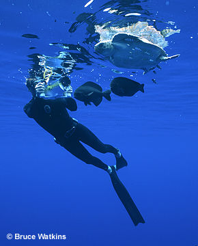Harrison Stubbs freediving and videotaping a loggerhead turtle, pilot fish and triggerfish, Azores, central Atlantic.